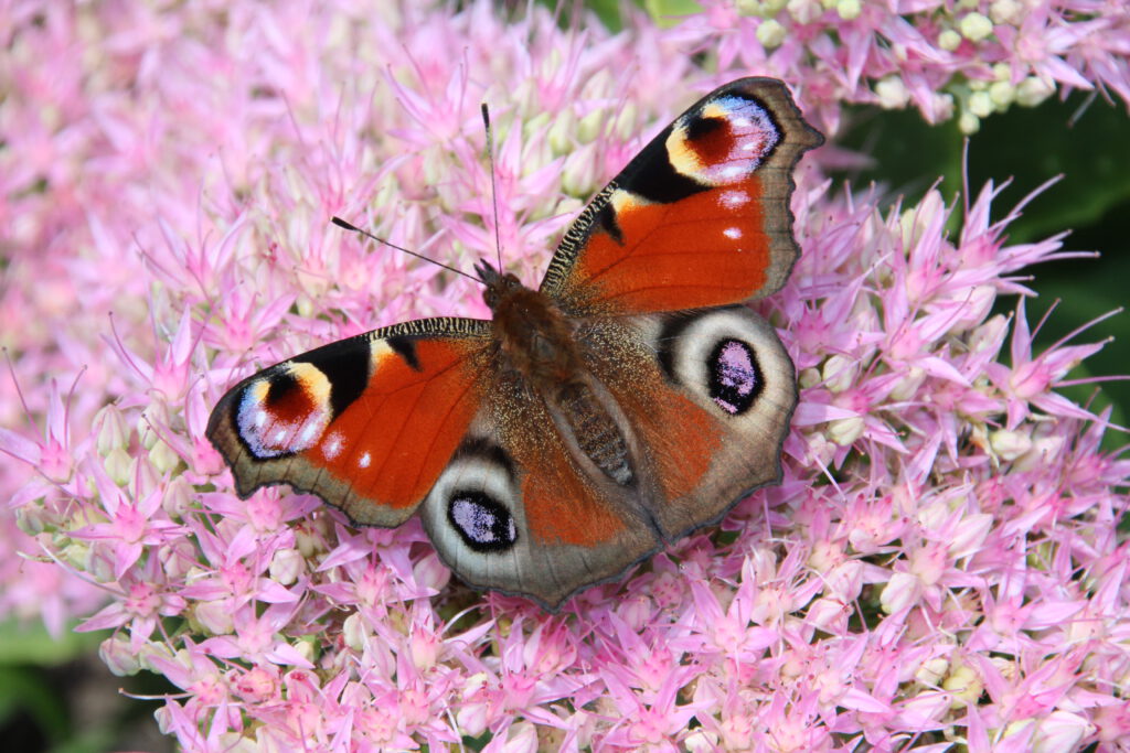 Schmetterling Blume Tagpfauenauge