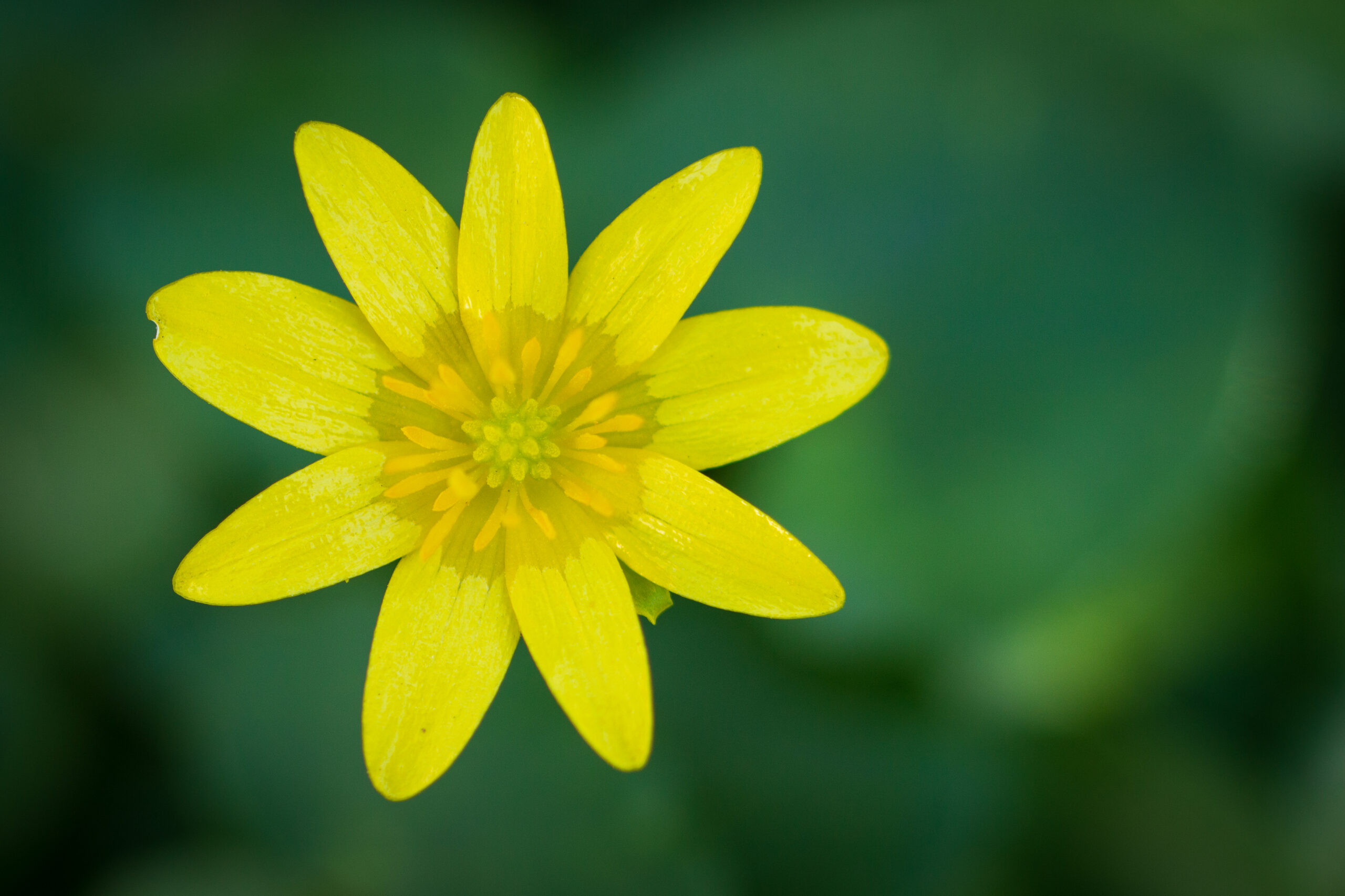 Blume gelb Blüte Makro